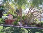 Las Vegas Landscape Design